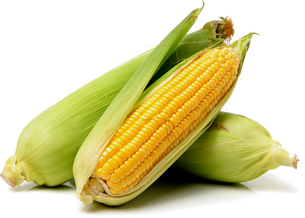 Maize