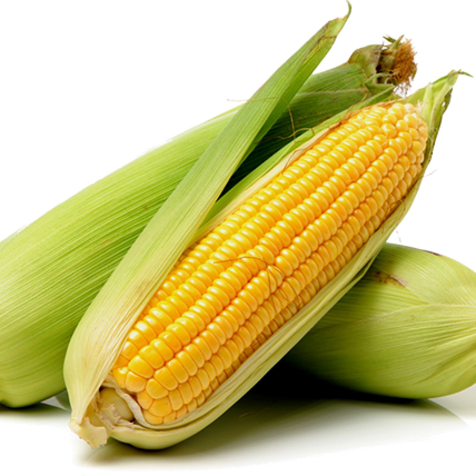 pakistan-yellow-maize-exporter1